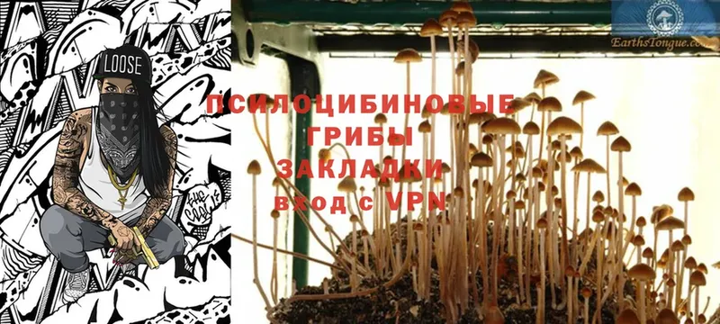 Галлюциногенные грибы Psilocybe  наркота  Полевской 